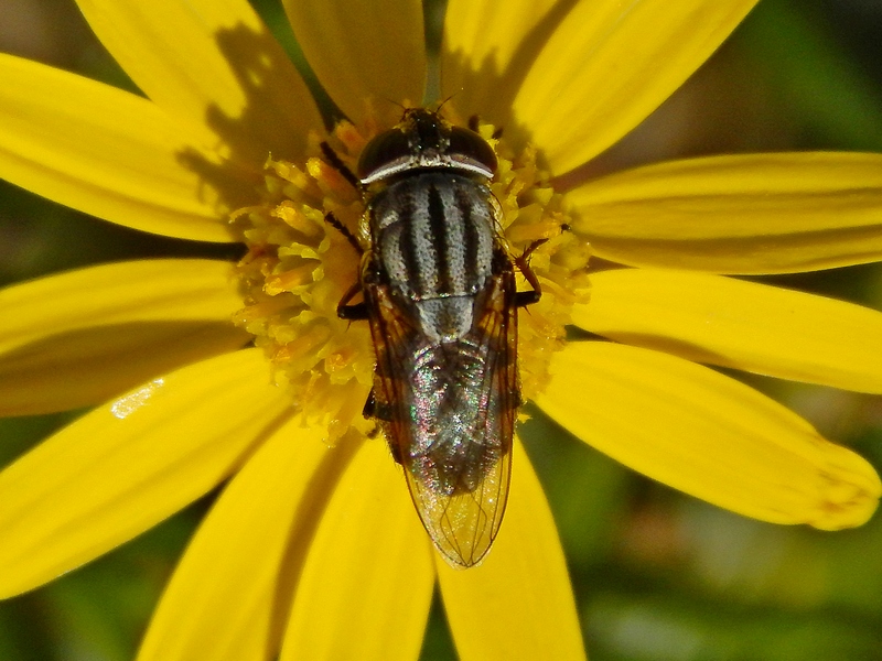 La vita in un fiore (Senecio inaequidens)